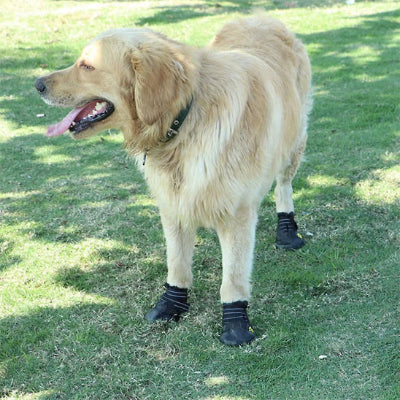 Chaussure pour chien ForCanine noir crème chien