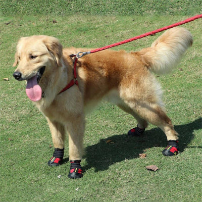 Chaussure pour chien ForCanine rouge crème chien