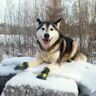 Chaussure pour chien ForCanine vert blanc noir chien