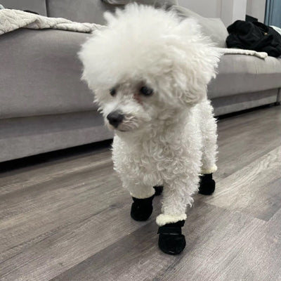 Chaussures pour chien DogsFor marcher bleu chien