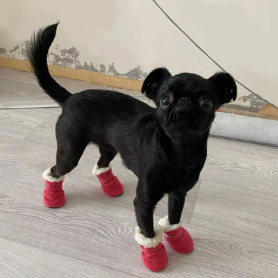 Chaussures pour chien DogsFor rouge noir chien