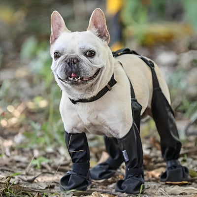 Chaussures pour chien ForDogs noir blanc chien