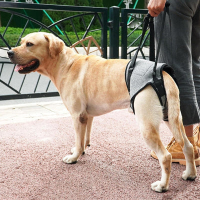 Chien harnais CounterfeitAverell regarde avec le harnais chien