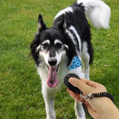 Clic d'apprentissage chien TrainingClic bleu debout chien