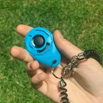 Clic d'apprentissage chien TrainingClic bleu dehors chien