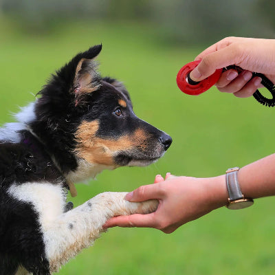 Clic d'apprentissage chien TrainingClic rouge noir chien