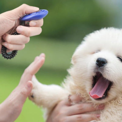 Clicker chien DogTrainingClicker bleu debout, chien