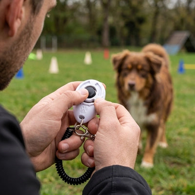 Clicker chien TheDogTraining blanc debout brun chien