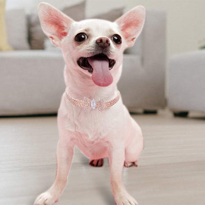 Collier chien ChoCanineCollar blanc assis rose chien
