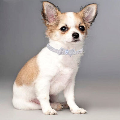 Collier chien ChoCanineCollar bleu rose assis chien