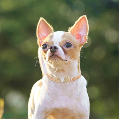 Collier chien ChoCanineCollar debout or rose chien