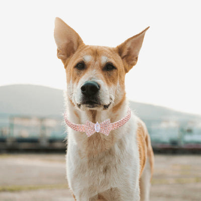 Collier chien ChoCanineCollar debout rose chien