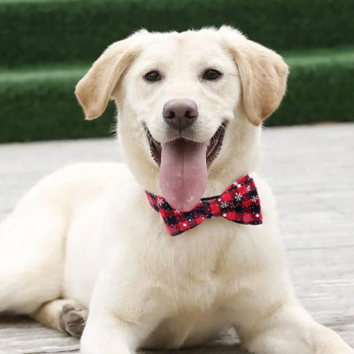 Collier chien CollarForDogs avec nœud papillon rouge chien