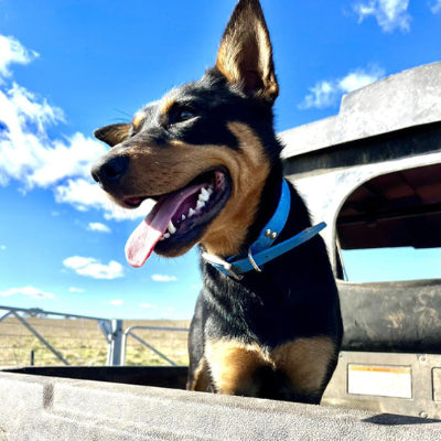 Collier chien JewelryDogCollar bleu noir debout chien