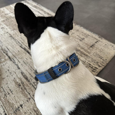 Collier chien ParaCollarDogs bleu blanc noir chien