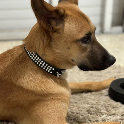 Collier chien PerDogForming noir, coucher chien