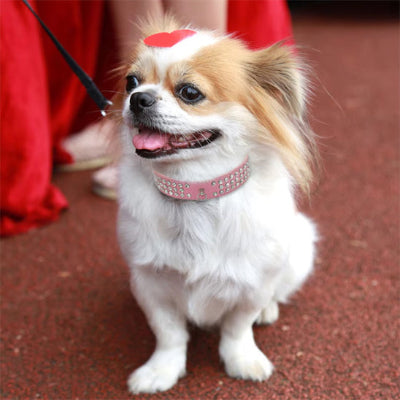 Collier chien PerDogForming rose assis chien