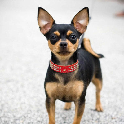 Collier chien PerDogForming rouge debout chien
