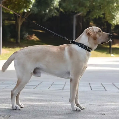 Collier chien cuir DogCollar blanc chien