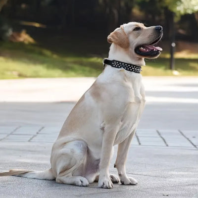 Collier chien cuir DogCollar couleur blanc chien