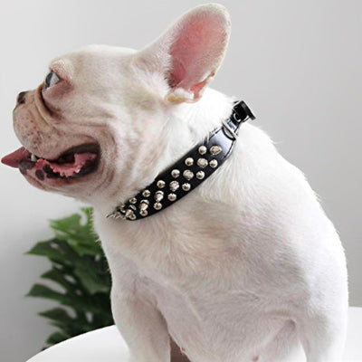 Collier chien cuir DogCollar couleur noir chien