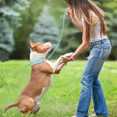 Collier chien cuir DogCollar en contact avec sa maitresse chien