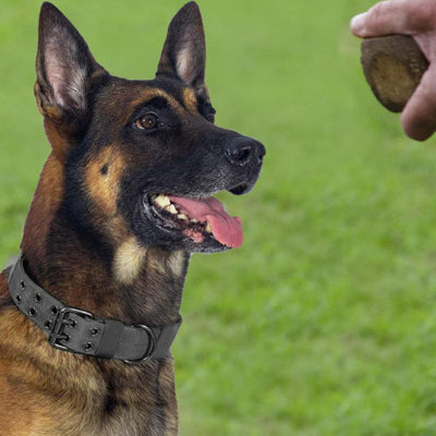 Collier chien cuir LeatherCollar est noir