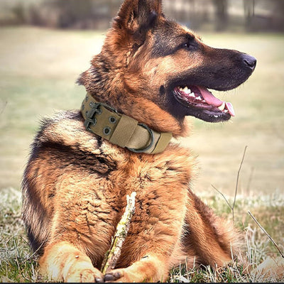 Collier chien cuir LeatherCollar kaki chien