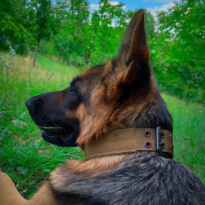 Collier chien cuir LeatherCollar kaki coucher chien