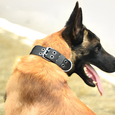 Collier chien cuir LeatherCollar noir chien