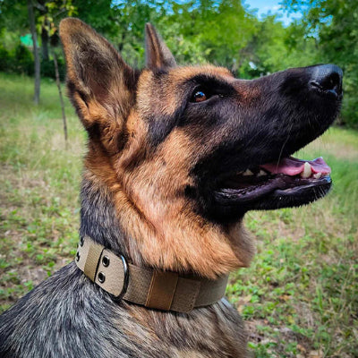 Collier chien cuir LeatherCollar vert chien