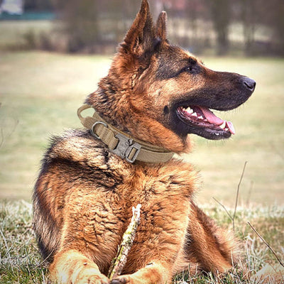 Collier chien cuir LeatherDog brun et regardé sur le côté chien