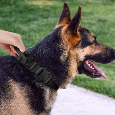 Collier chien cuir LeatherDog est très calme chien