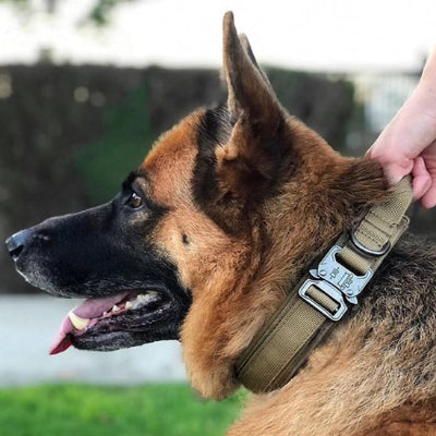Collier chien cuir LeatherDog est très content chien