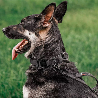 Collier chien cuir LeatherDog noir assis chien