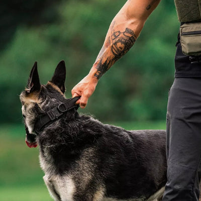Collier chien cuir LeatherDog noir qui regarde chien
