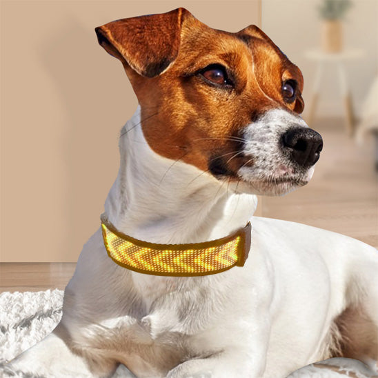 Collier chien lumineux | LumiDog™