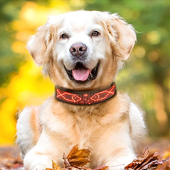 Collier chien lumineux | LumiDog™