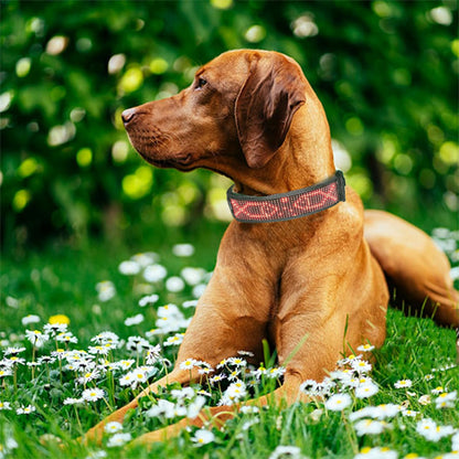 Collier chien lumineux | LumiDog™