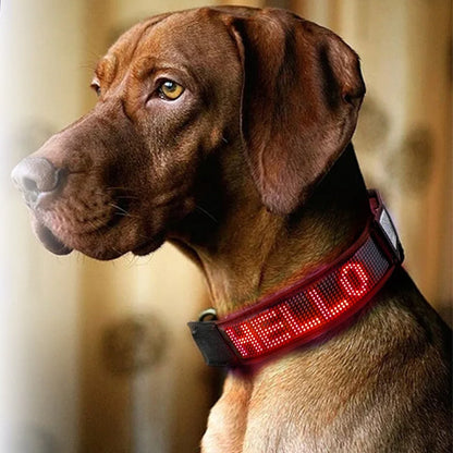 Collier chien lumineux | LumiDog™