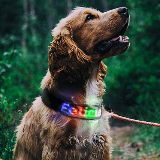 Collier chien lumineux | LumiDog™