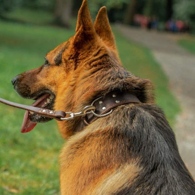 Collier cuir chien CollarDog assis brun chien
