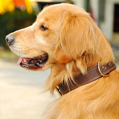 Collier cuir chien CollarDog brun assis crème chien