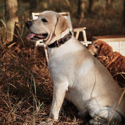 Collier cuir chien CollarDog brun blanc assis chien
