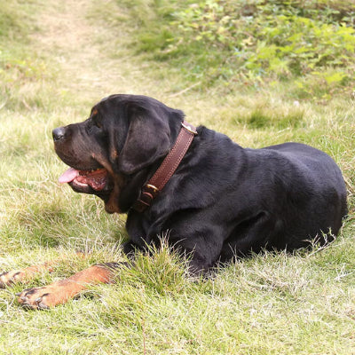 Collier cuir chien CollarDog coucher brun chien