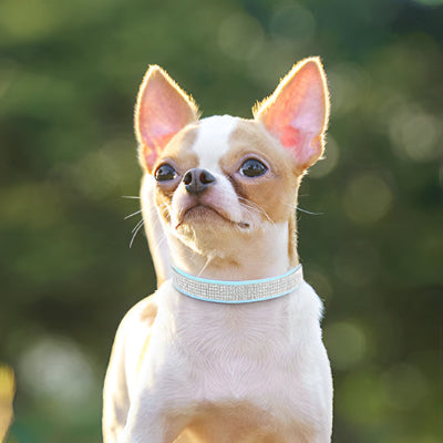 Collier cuir chien DogCollars deux bleu blanc chien