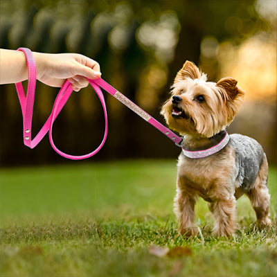 Collier cuir chien DogCollars rose brun chien