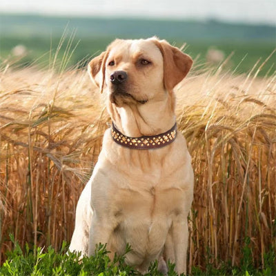 Collier cuir chien DogLeather brun assis chien