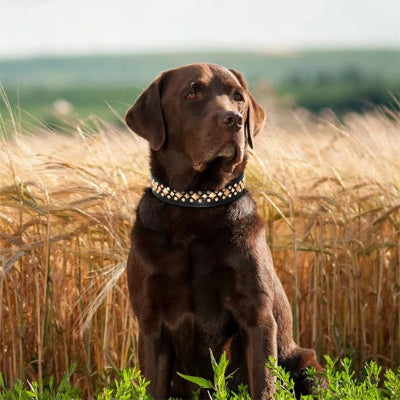 Collier cuir chien DogLeather noir assis chien