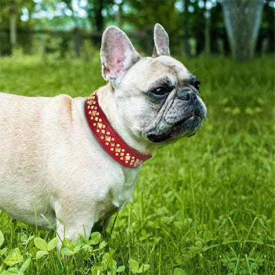 Collier cuir chien DogLeather rouge blanc chien